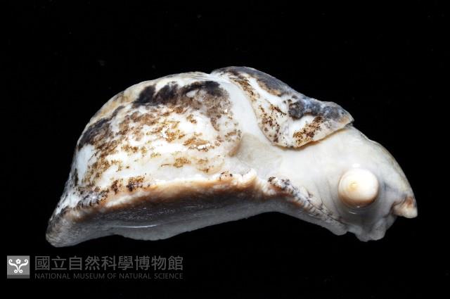 等陽高山蛞蝓藏品圖，第2張