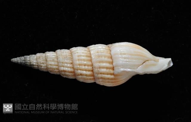 明輝蛹筆螺藏品圖，第2張