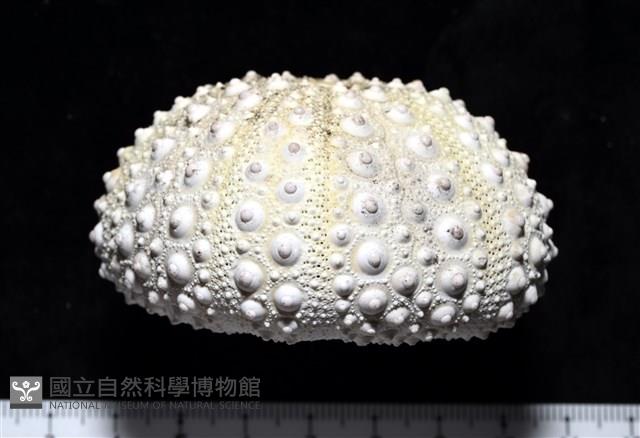 口鰓海膽藏品圖，第2張