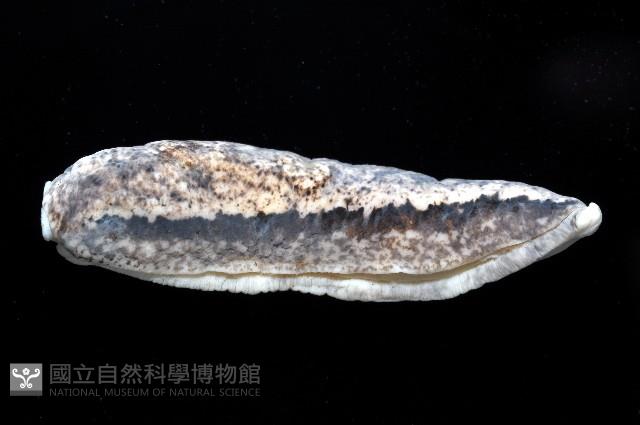 寶山蛞蝓(新種)藏品圖，第2張