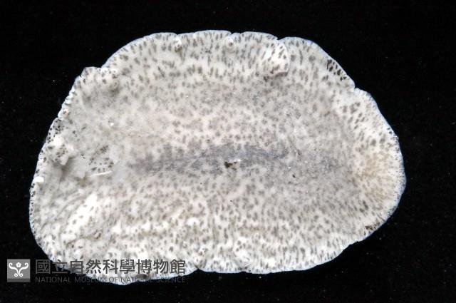 大盤扁蟲藏品圖，第2張