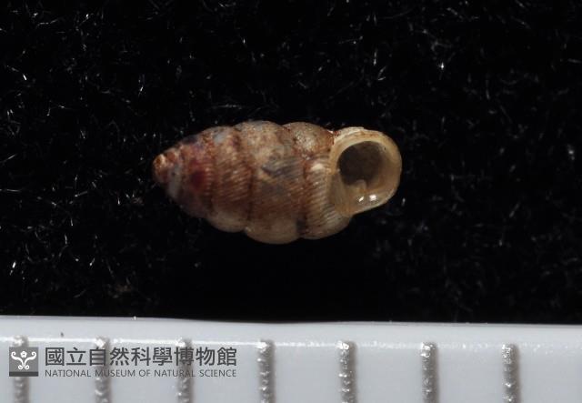 合歡芝麻蝸牛藏品圖，第2張