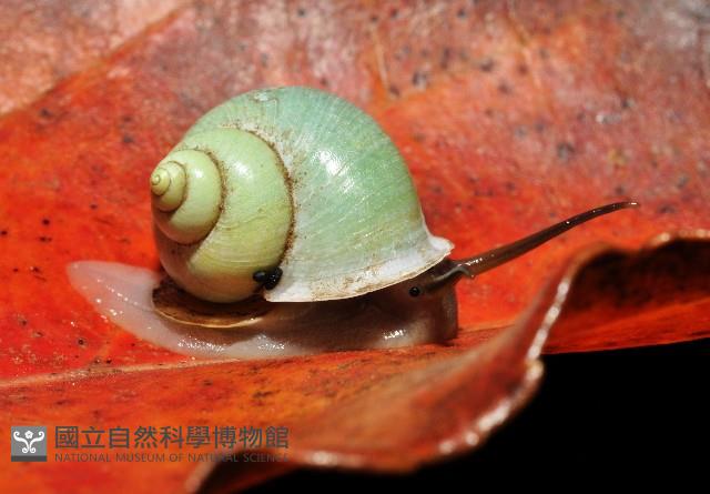 台灣青山蝸牛藏品圖，第2張