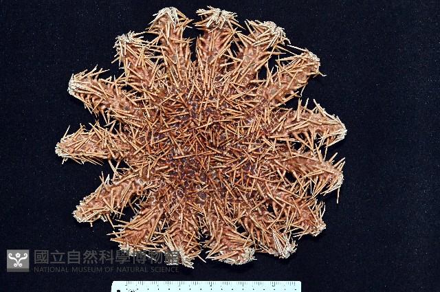 棘冠海星(長棘海星)藏品圖，第2張