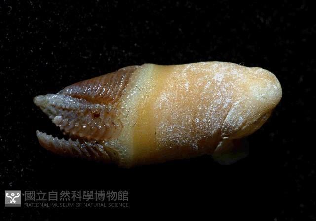 尼科巴石茗荷藏品圖，第2張