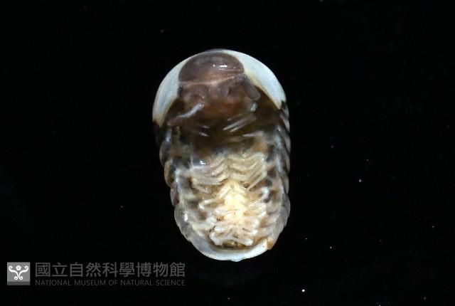 奇妙摩氏球馬陸藏品圖，第2張