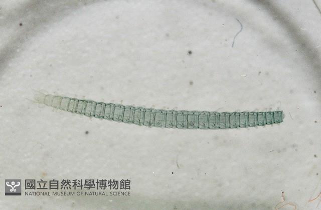 新種昆陽地蜈蚣藏品圖，第2張
