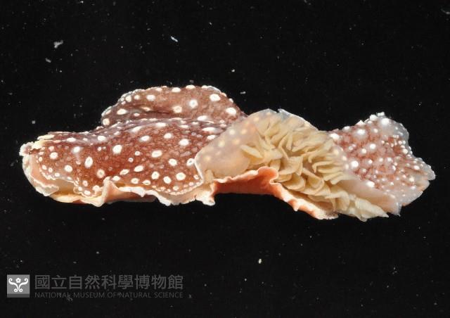 舌片鰓海蛞蝓藏品圖，第2張