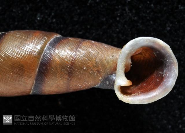 暗昏大傘口煙管蝸牛藏品圖，第2張