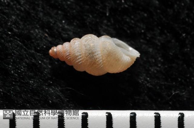 石山芝麻蝸藏品圖，第2張