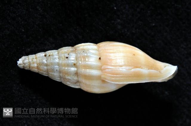 德華東沙蛹筆螺藏品圖，第2張
