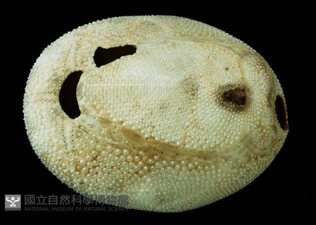 脊背壺海膽藏品圖，第2張