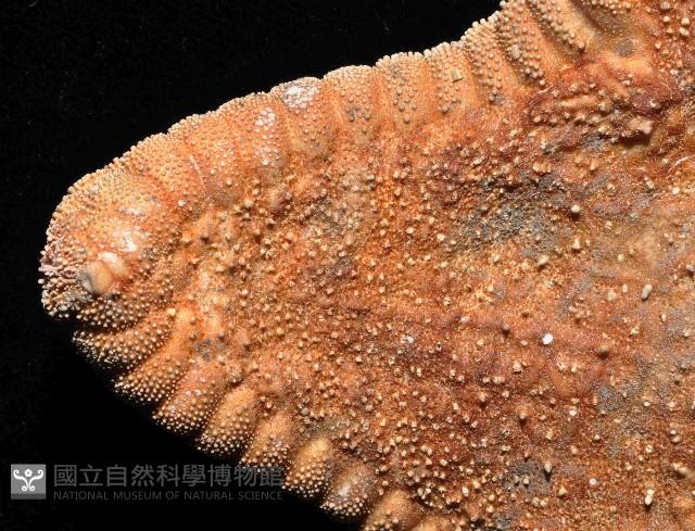 中華五角海星藏品圖，第2張