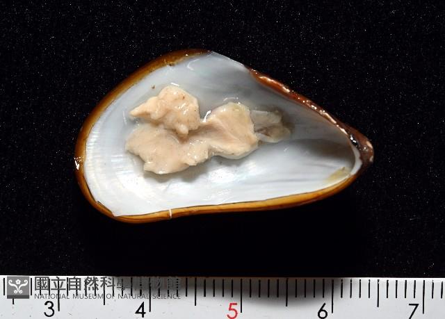 深海殼菜蛤的一種藏品圖，第2張