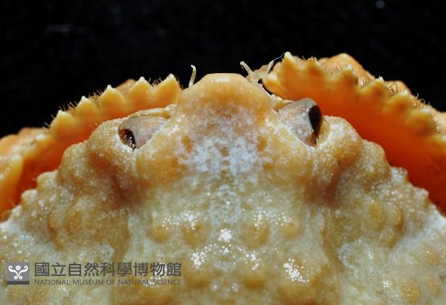 公雞饅頭蟹藏品圖，第2張
