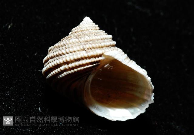 珍珠鐘螺藏品圖，第2張