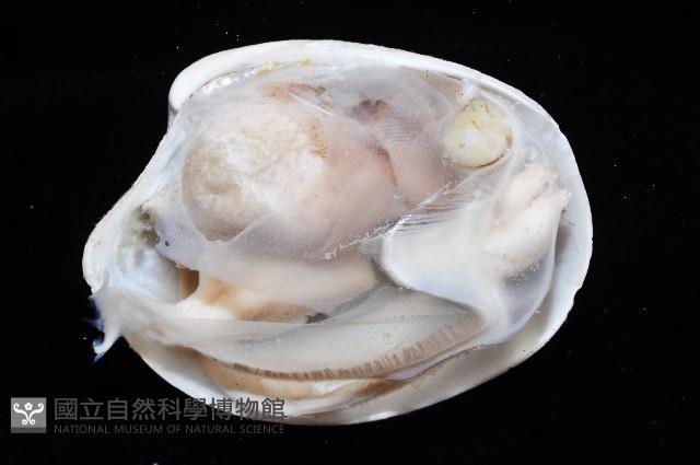 船首簾蛤藏品圖，第2張