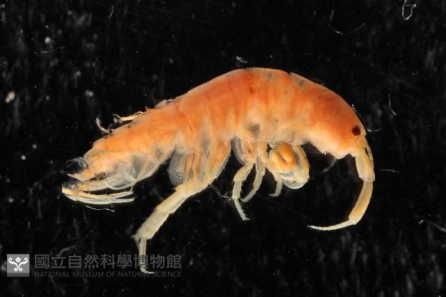 太平洋寬跳鉤蝦藏品圖，第2張
