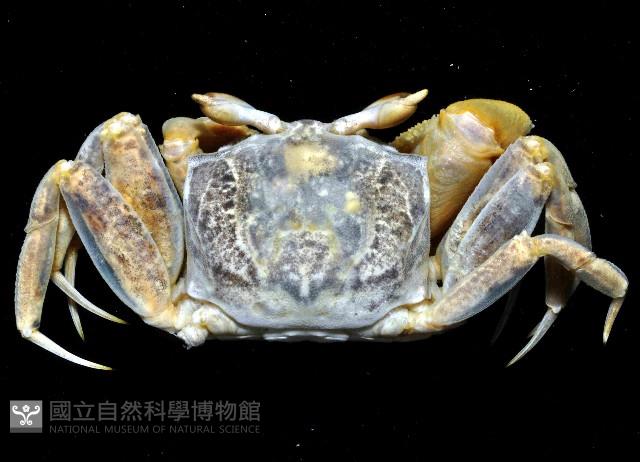 摩敦沙蟹藏品圖，第2張