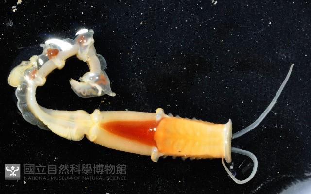未知種中燐蟲藏品圖，第2張