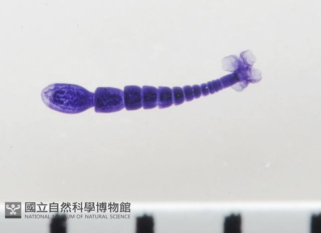 新種葉槽絛蟲藏品圖，第2張