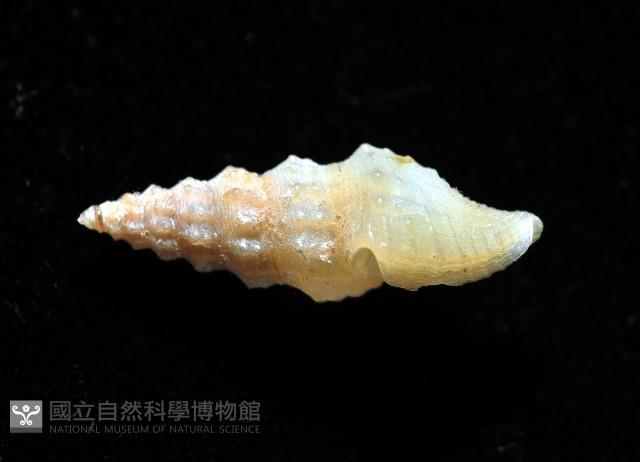 葉脈捲管螺藏品圖，第2張