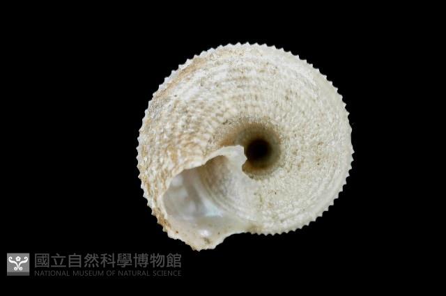 釋迦白鐘螺藏品圖，第2張