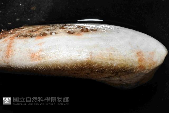 秀麗布萊海膽藏品圖，第2張