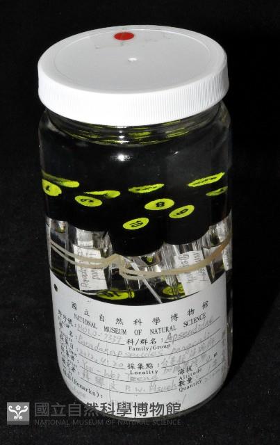 邦查奇異鞭尾蟲(新種)藏品圖，第2張