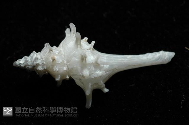 柯孫骨螺(新種)藏品圖，第2張
