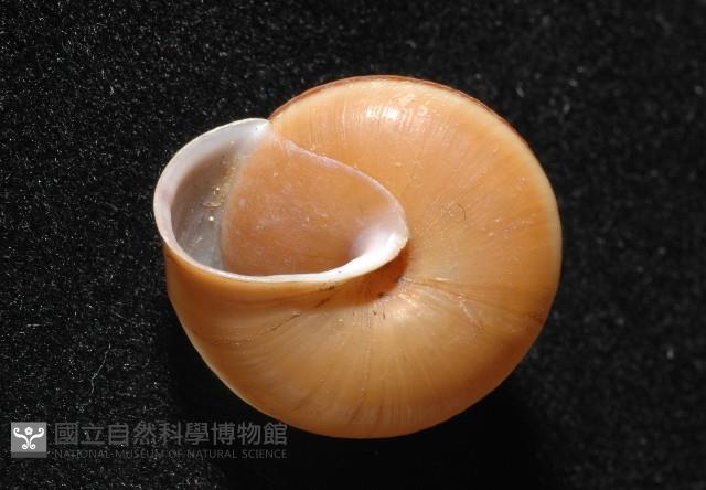 紅左旋栗蝸牛藏品圖，第2張
