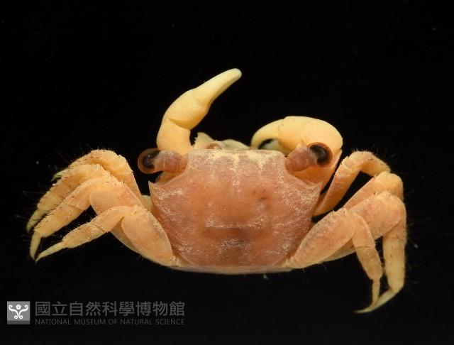 珊瑚擬相手蟹藏品圖，第2張