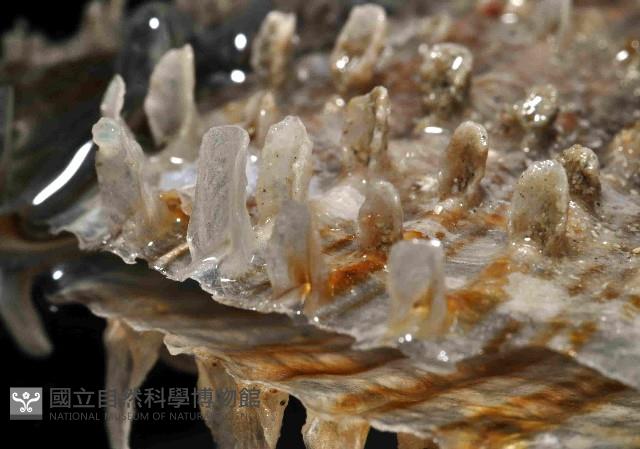 尖角江珧蛤藏品圖，第2張