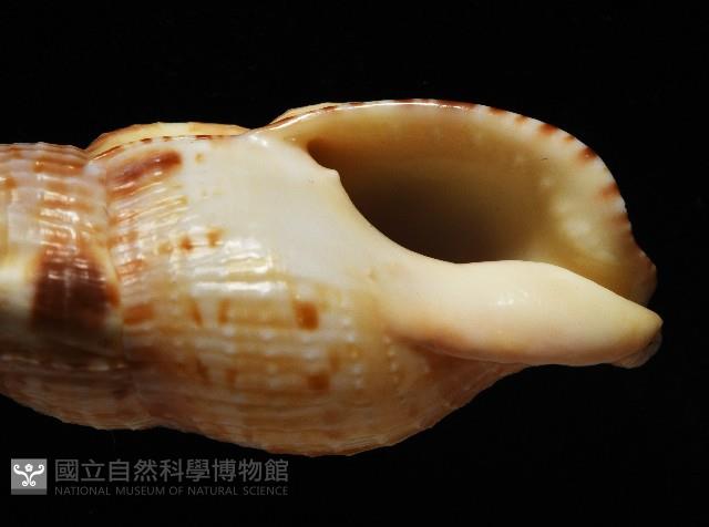 小平頭布紋螺藏品圖，第2張