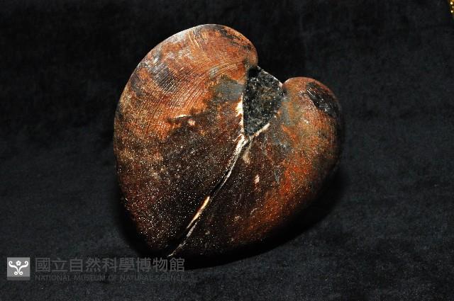 圓魁蛤藏品圖，第2張