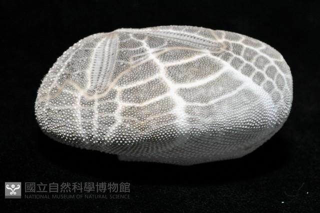 心形海壺藏品圖，第2張