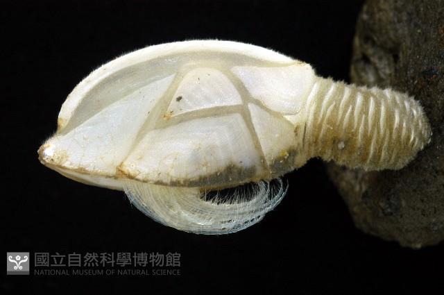背刺直鎧茗荷藏品圖，第2張