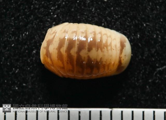 雙色木球馬陸藏品圖，第2張