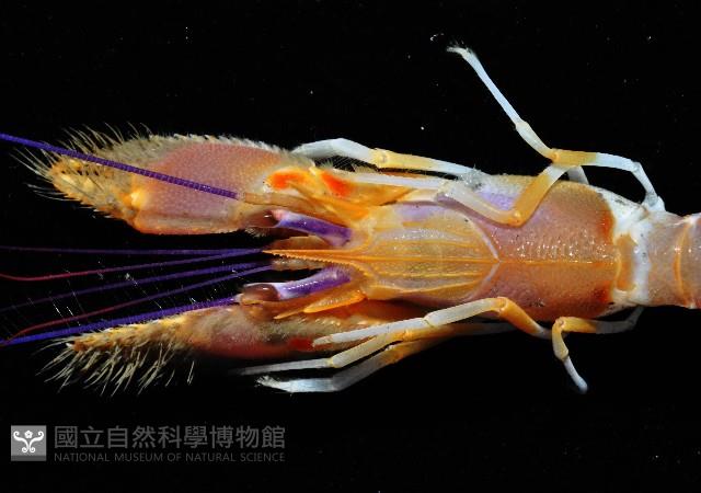 長眼阿蛄蝦藏品圖，第2張