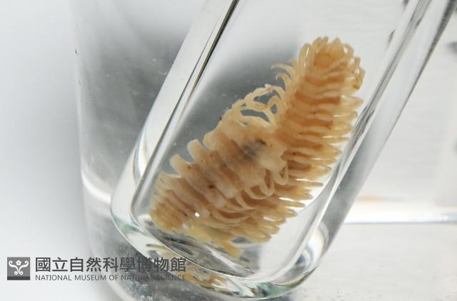 肥油雕背帶馬陸藏品圖，第2張