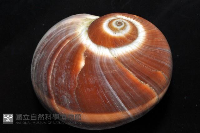 腰帶玉螺藏品圖，第2張