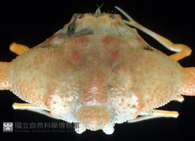 艾氏飛輪蟹藏品圖，第2張