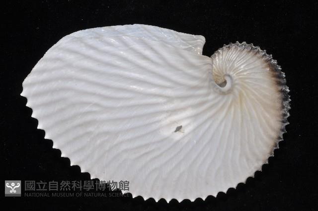 扁船蛸藏品圖，第2張