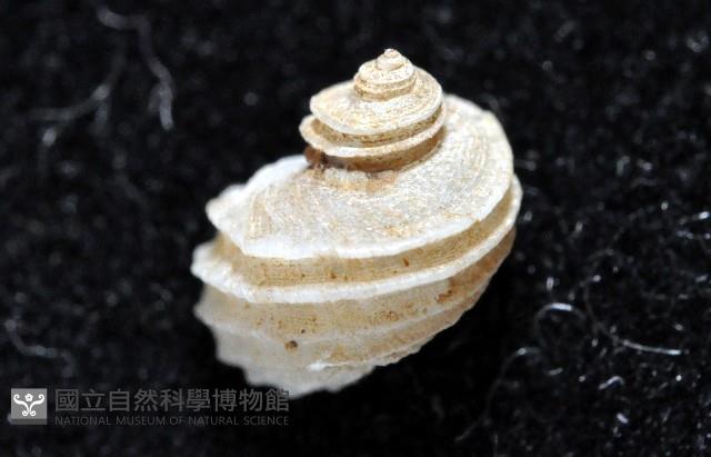 呂氏堡螺藏品圖，第2張