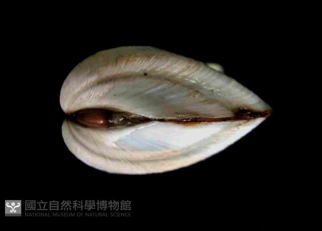 未知種旋心蛤藏品圖，第2張