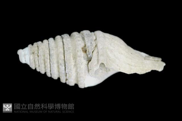 佛塔捲管螺藏品圖，第2張