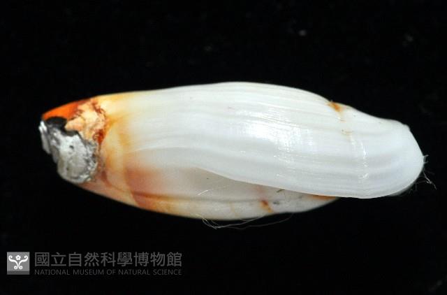 柏生彈頭螺藏品圖，第2張