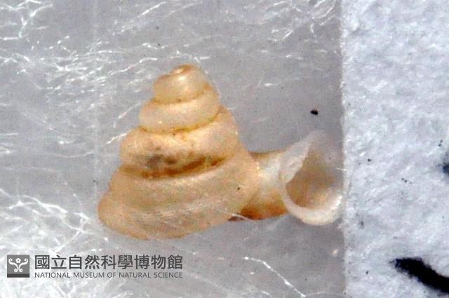 墾丁高口蝸藏品圖，第2張