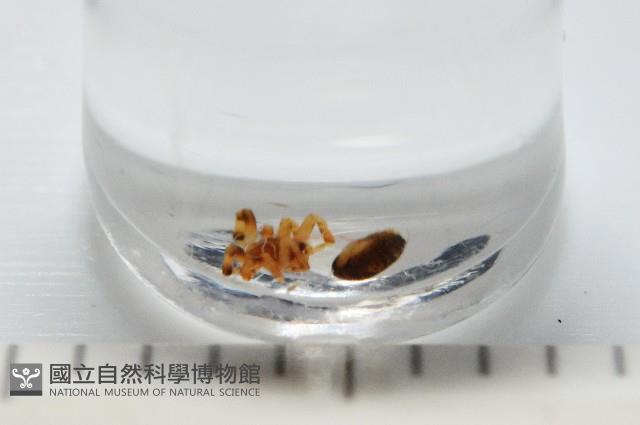斑點微姬蜘藏品圖，第2張