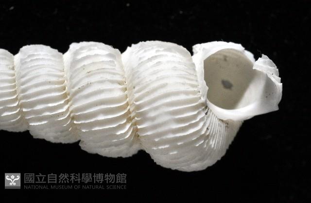 新種綺螄螺藏品圖，第2張
